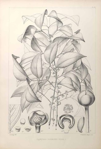 Garcinia hanburyi (una fuente de gomaguta)