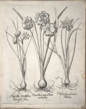 Narcisos dobles (tomados del Hortus Eysettensis, 1640)