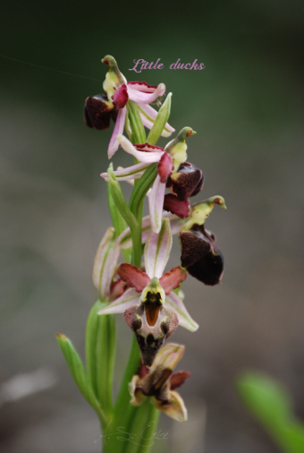 littleducks(Ophrys-fuciflora)