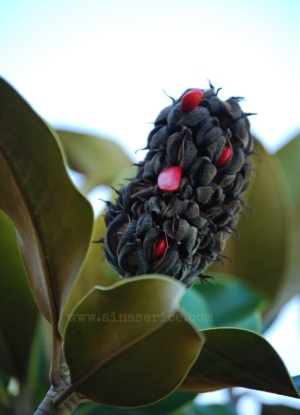 Magnolia grandiflora red coated seeds cone