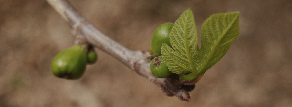 Fig branch (Ficus carica)