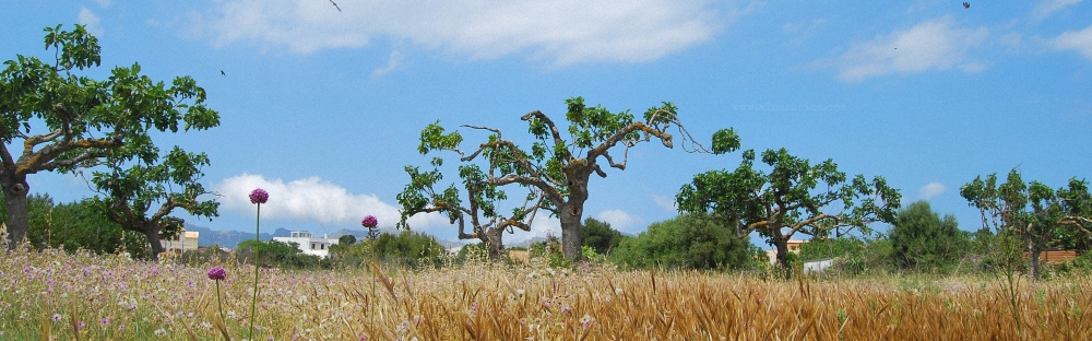 Fig-trees (Ficus carica, Moraceae)