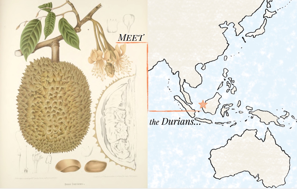Durians in Indonesia