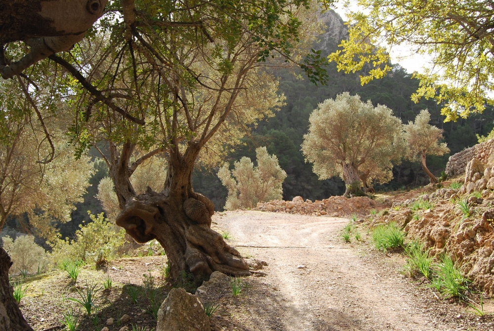 Mediterranean Olive trees