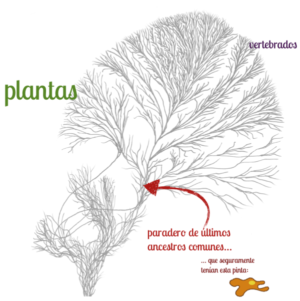 Árbol de la vida indicando posiciones de plantas y vertebrados