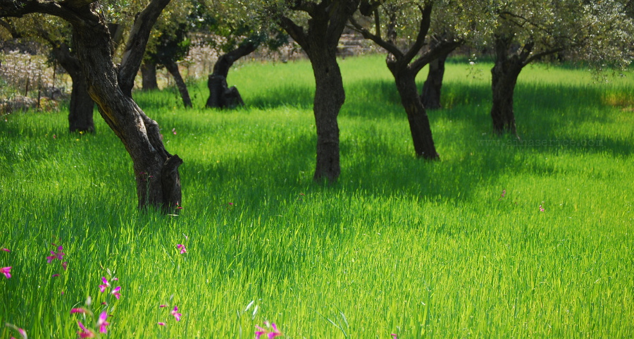 Sombras de olivo sobre un campo de cereales en primavera