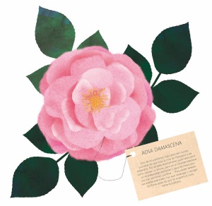 Rosa x damascena, ilustrada por Jacobo Muñiz para 'Cuéntame, Sésamo'