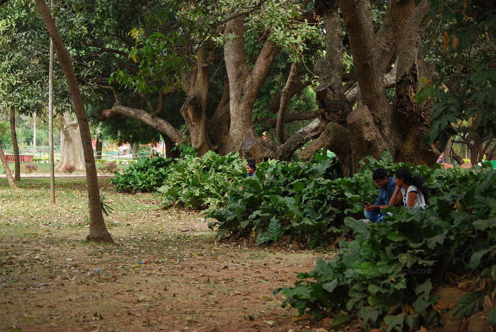 Parejas bajo los árboles de mango en Lal Bagh