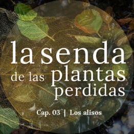 La senda de las plantas perdidas, capítulo 03: Alnus spp.