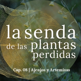 La senda de las plantas perdidas, capítulo 08: Artemisia spp.