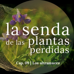 La senda de las plantas perdidas, capítulo 09: Lupinus spp.