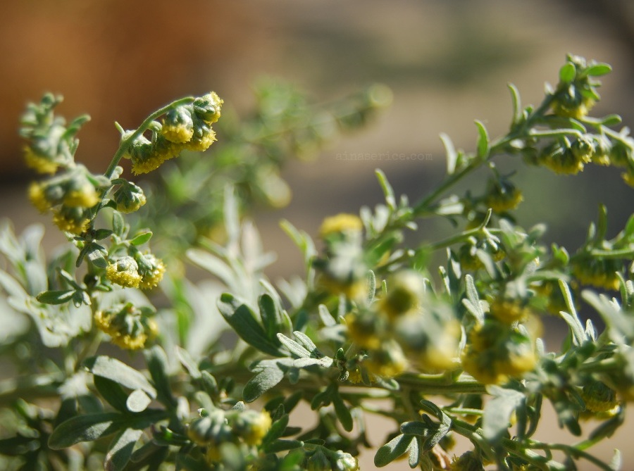 Ajenjo (Artemisia absinthium)