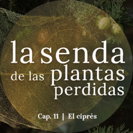 Logo episodio 11 de La Senda de las Plantas Perdidas, El ciprés