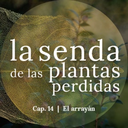 La senda de las plantas perdidas, capítulo 14: Myrtus communis